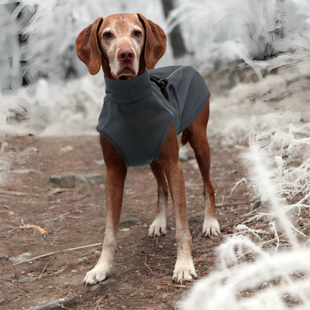 Windbreaker Dog Coat